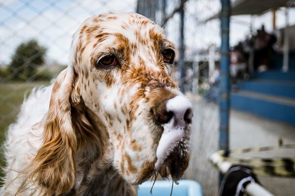 Le regard triste d un chien