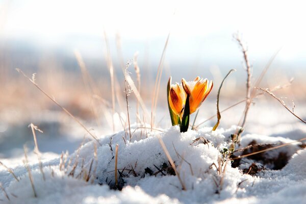 Fleur jaune poussant sous la neige