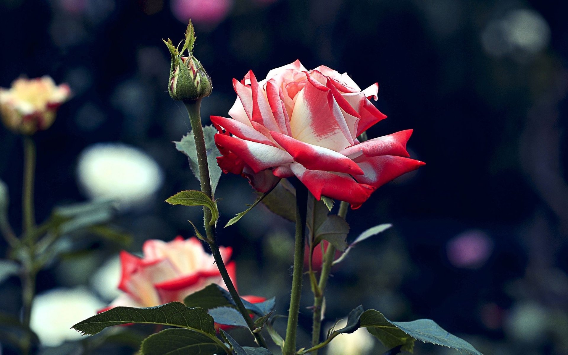 flowers flora red rose