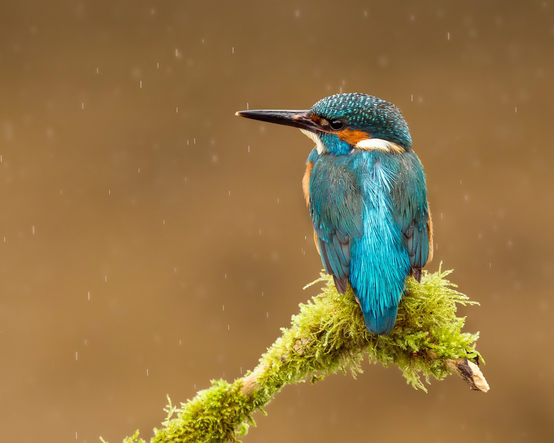 птица alcedo atthis kingfisher капли обыкновенный зимородок