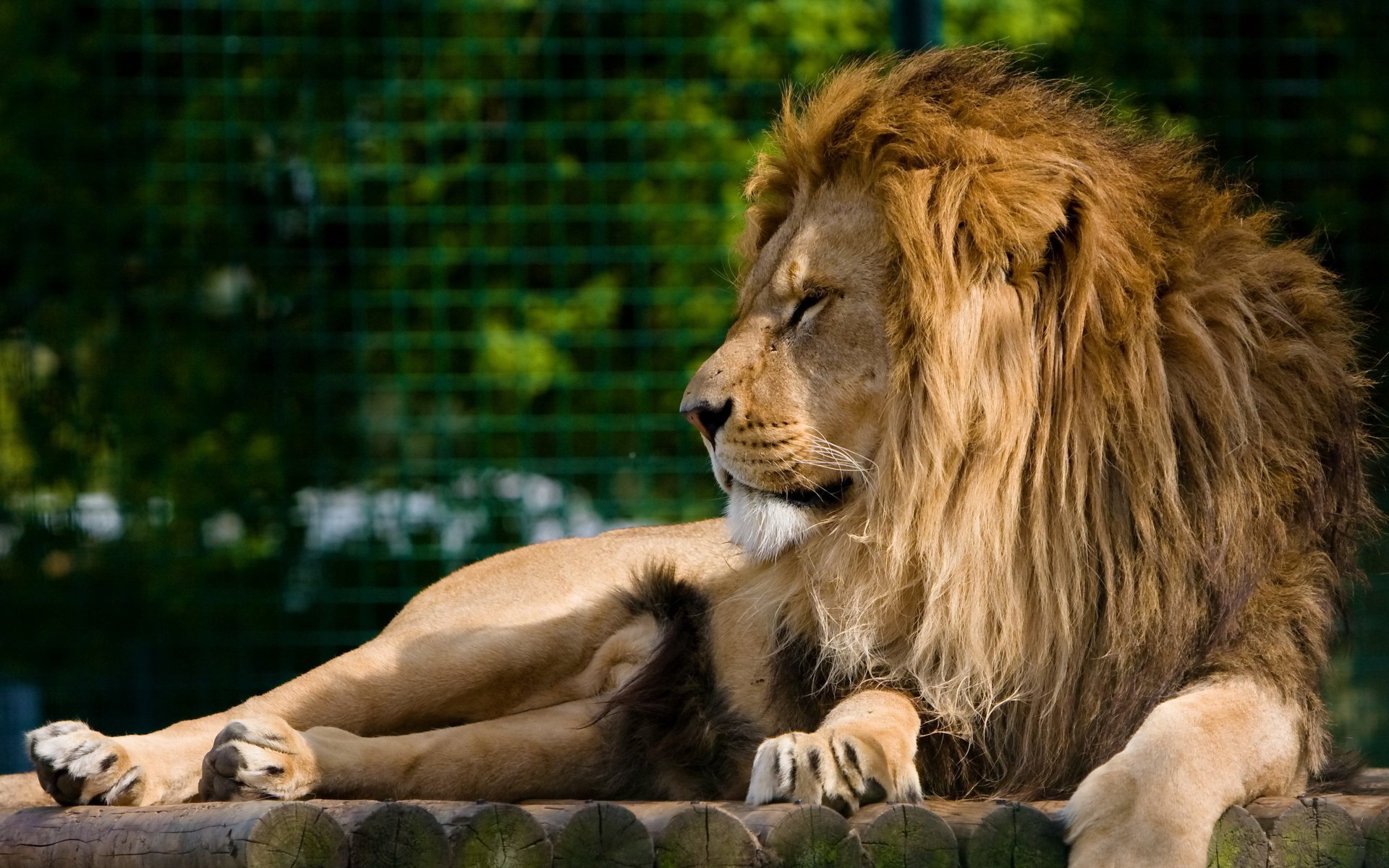 lion museau crinière repos prédateur