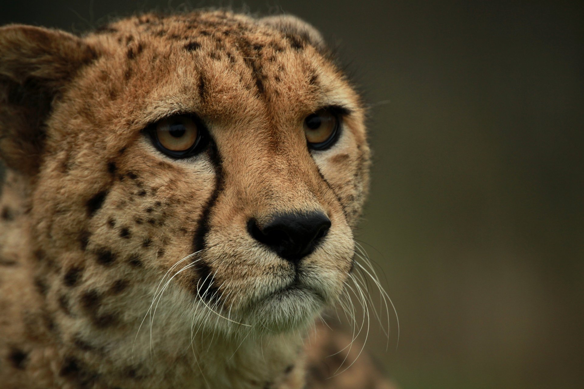 guépard museau chat regard