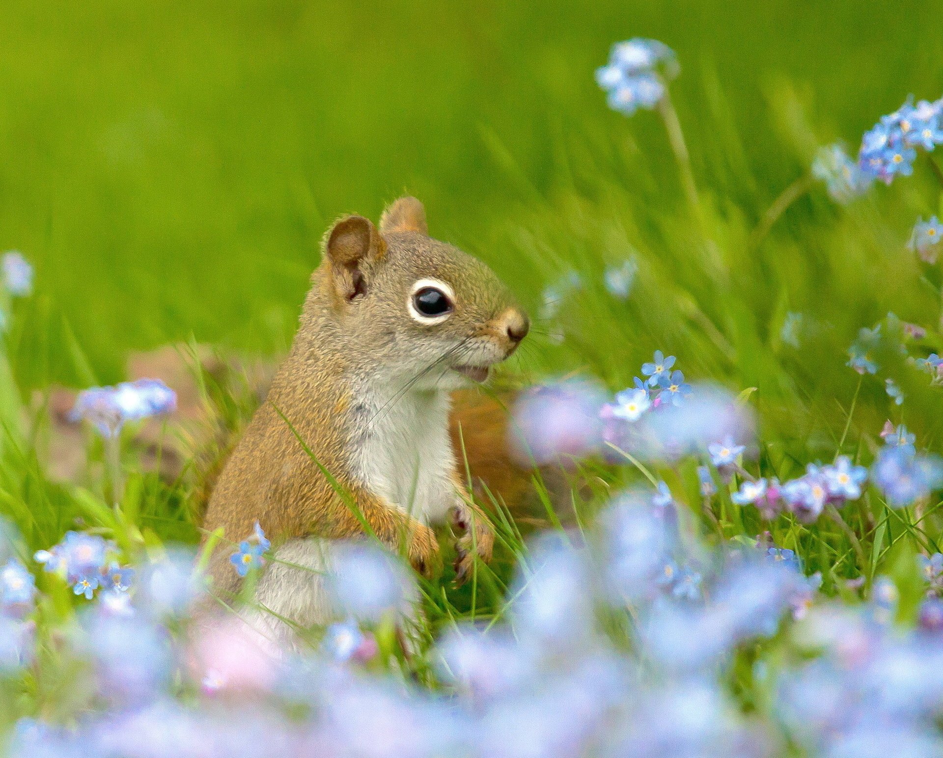 vergissmeinnicht feld blumen eichhörnchen gras rothaarige