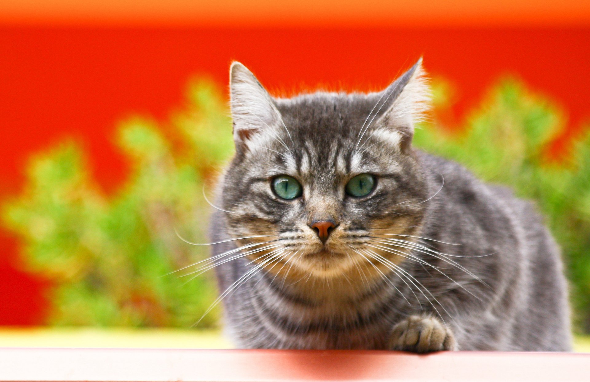 cat mustache grey background