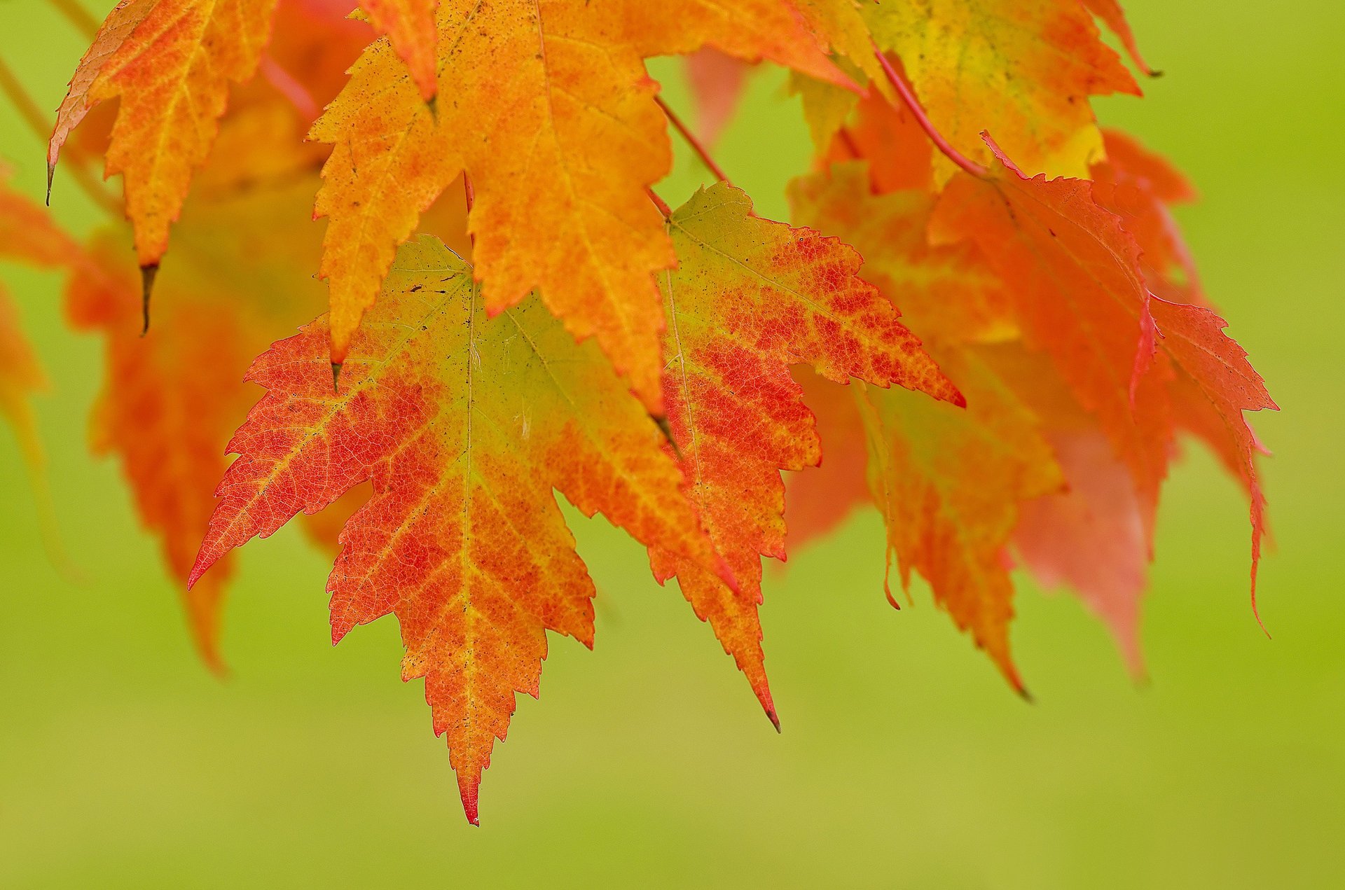 branch autumn leaves red orange background