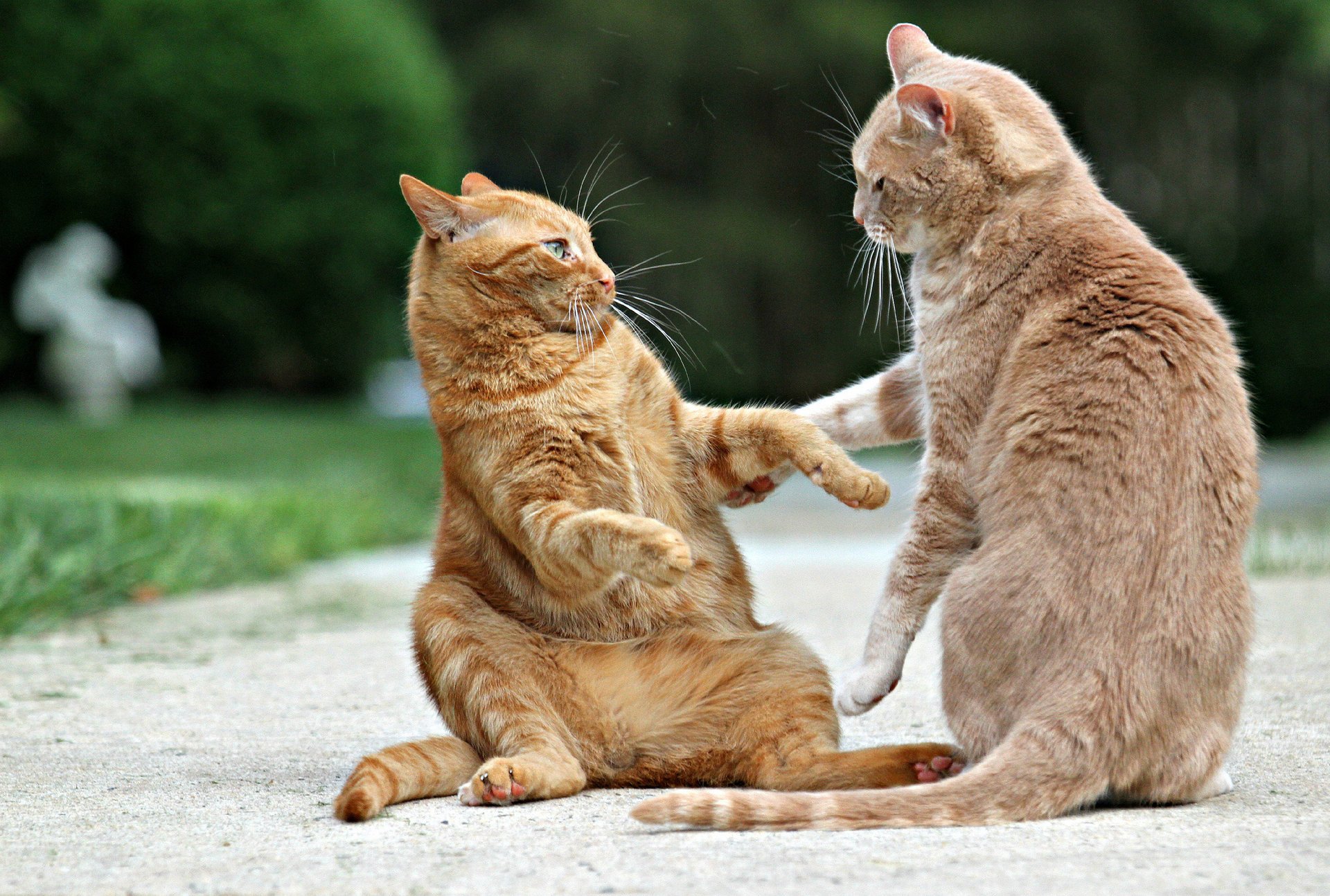 katzen showdown rothaarig