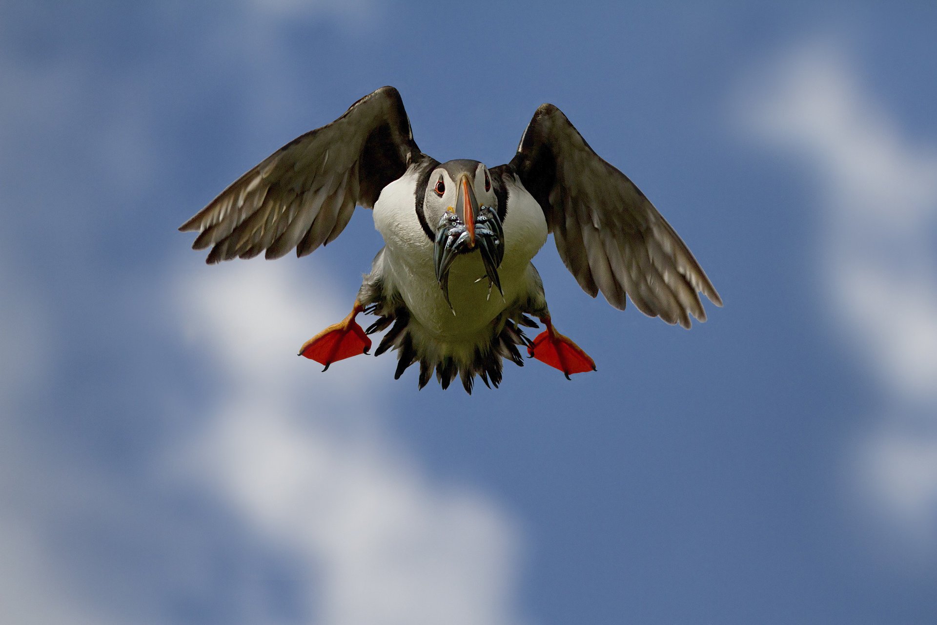 oiseau nourriture poisson en vol bec prise impasse