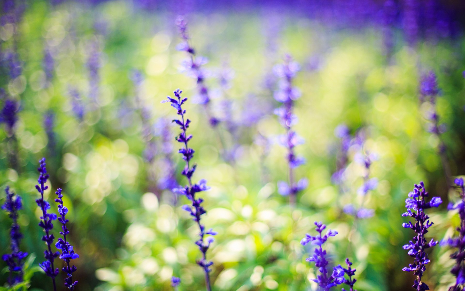 flowers nature lavender lilac