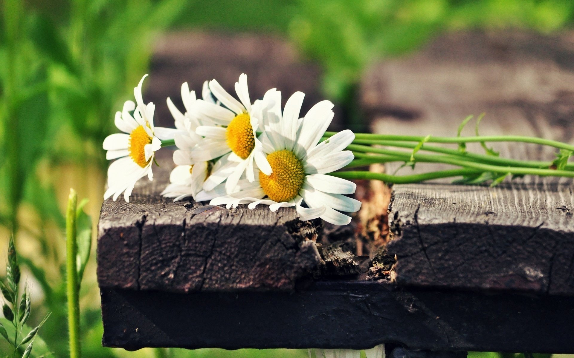 цветы солнце зеленый ромашки цветочки белый flower