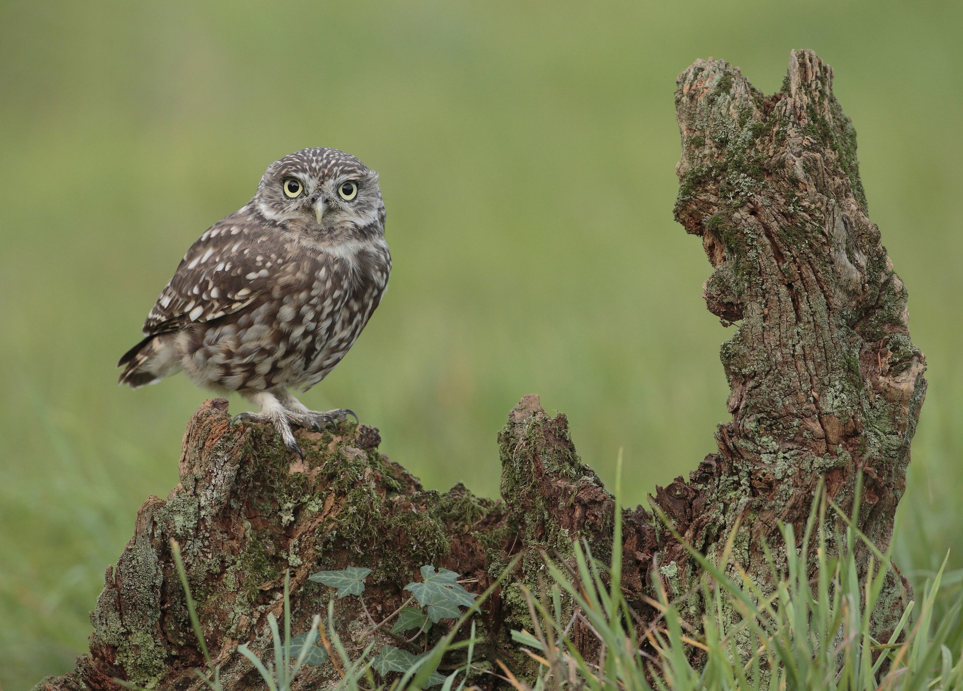 bois flotté hibou herbe oiseau vue