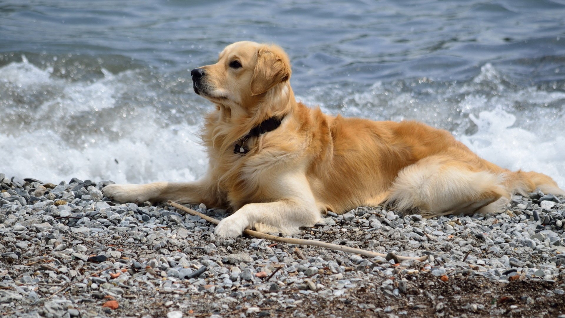 собака друг море