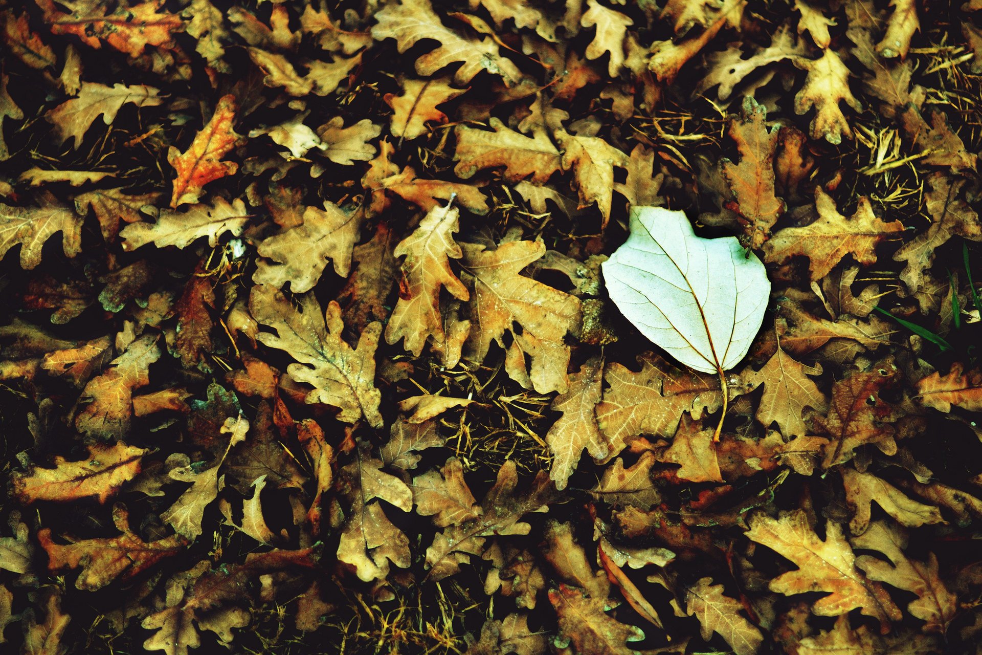 macro blanc feuille folioles leave macro feuilles automne