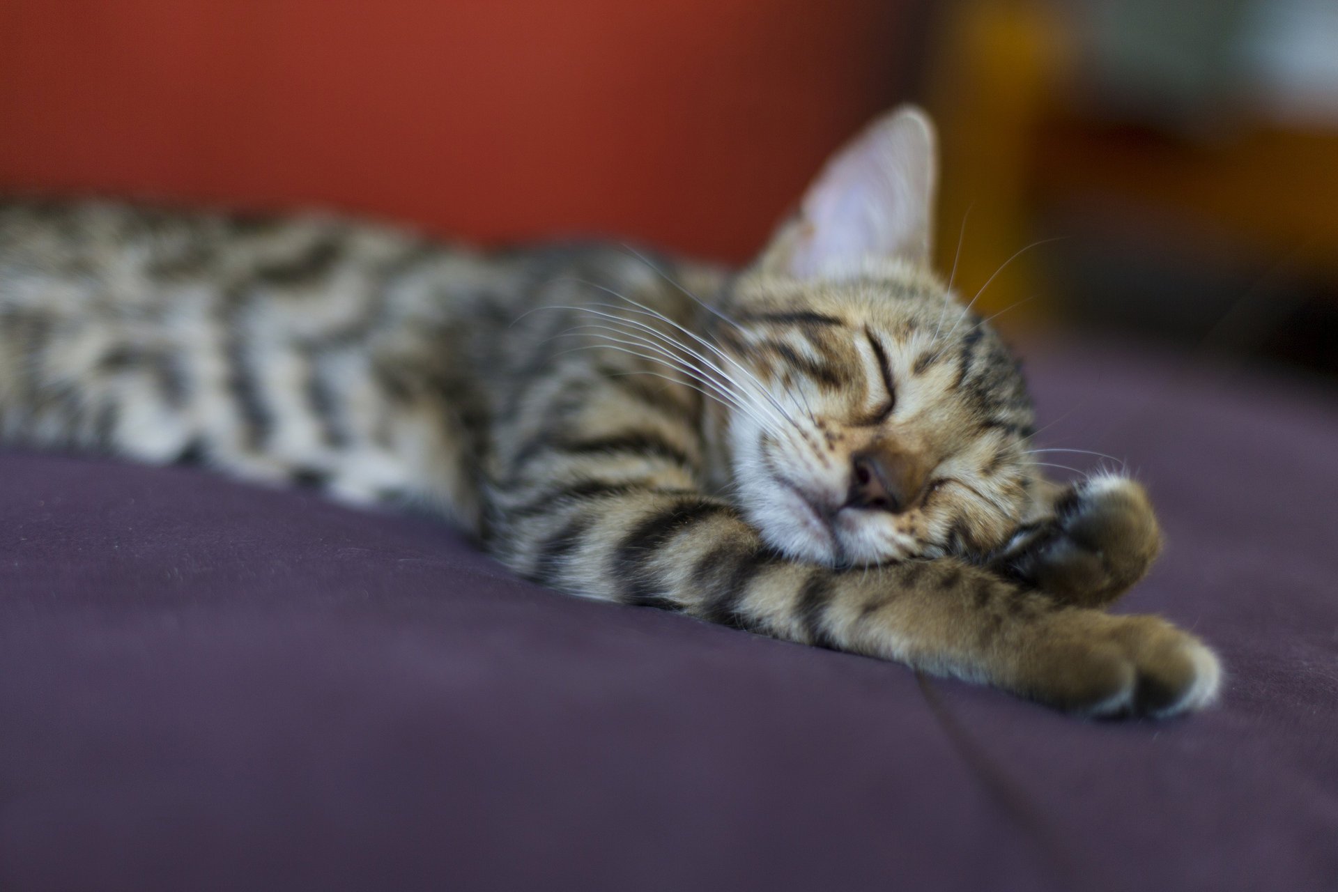 katze ruhe grau katze gestreift schlafen