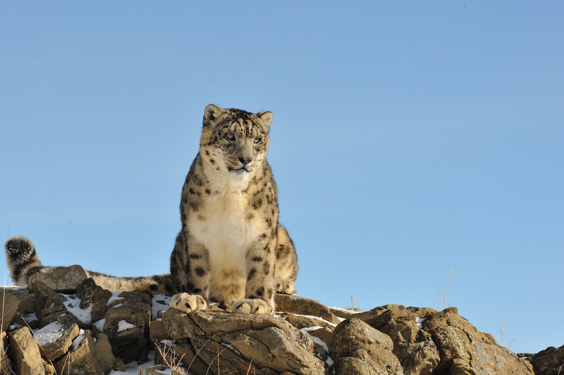 leopardo de las nieves naturaleza irbis piedras gato