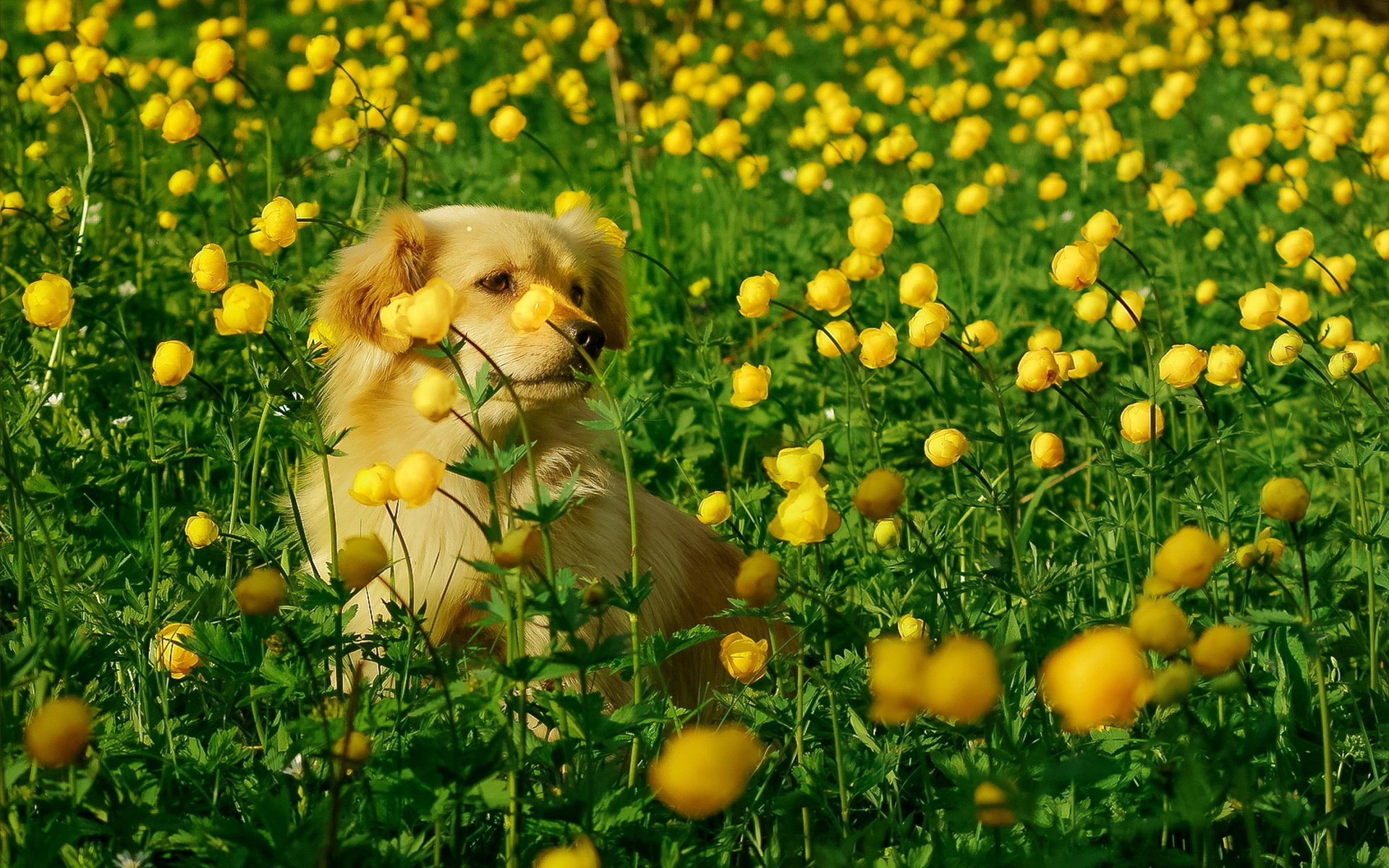 chien regard ami