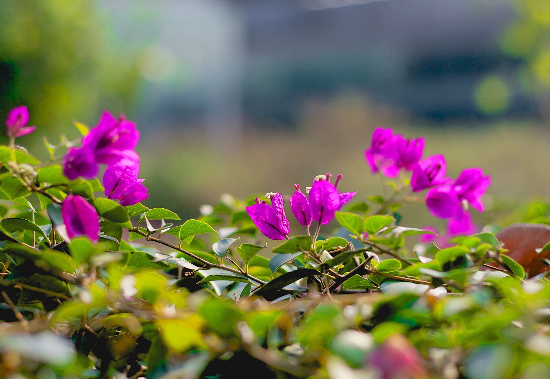 fiori rami foglie rosa