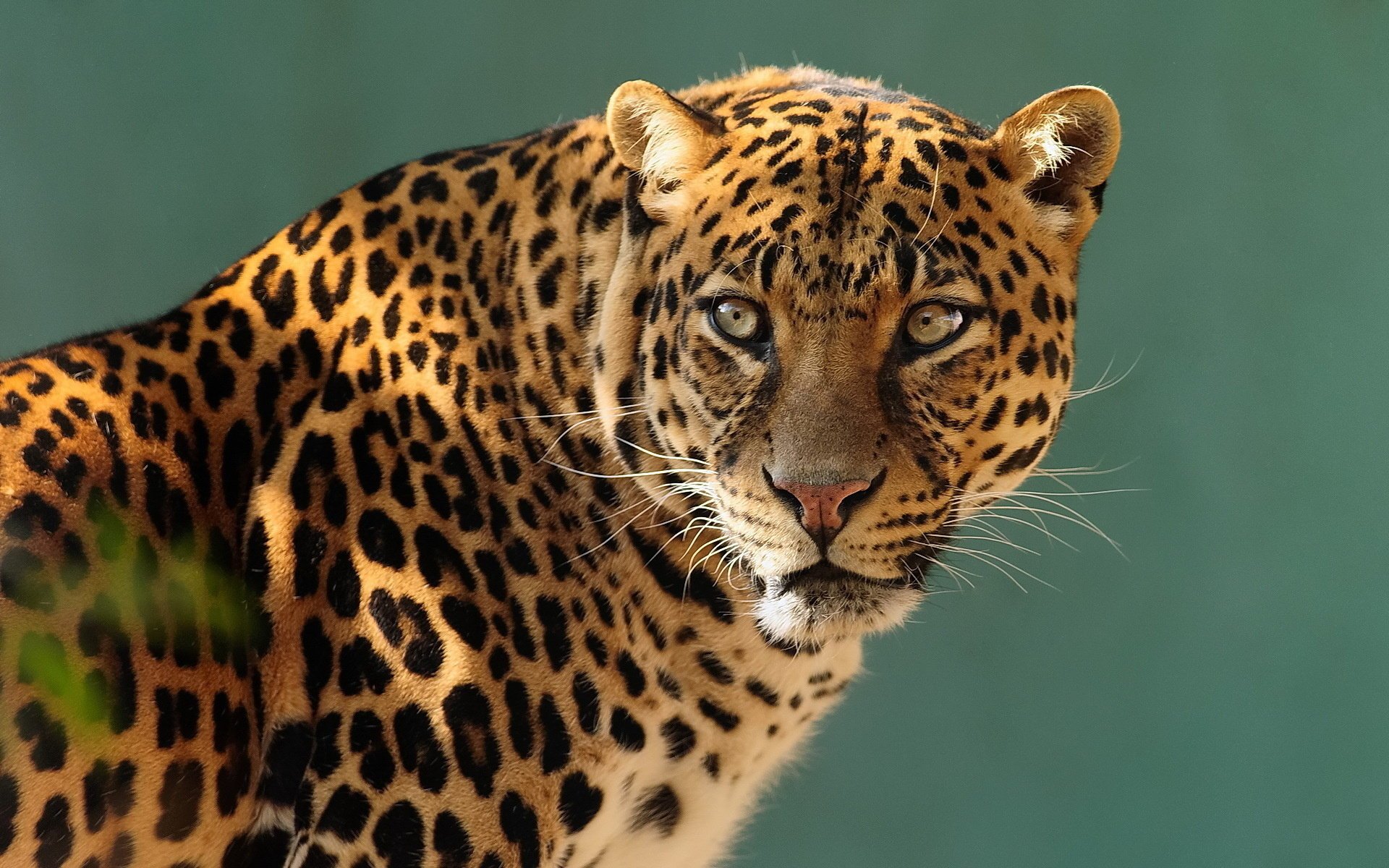 leopard look profile face predator