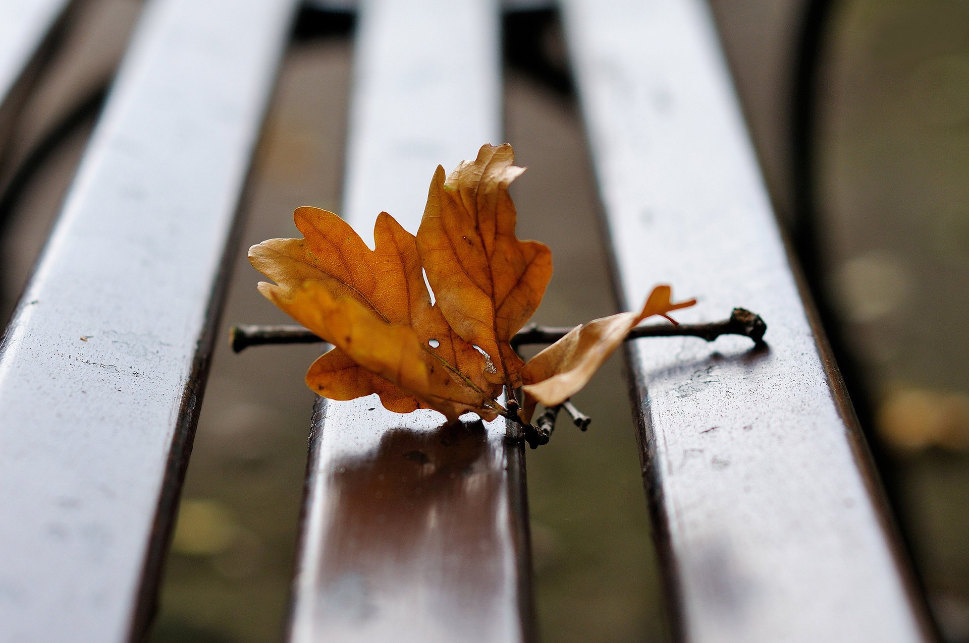 bench sheet branch autumn