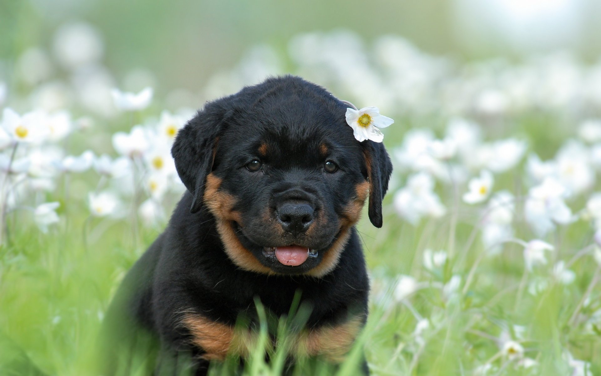 zwierzęta rottweiler pies