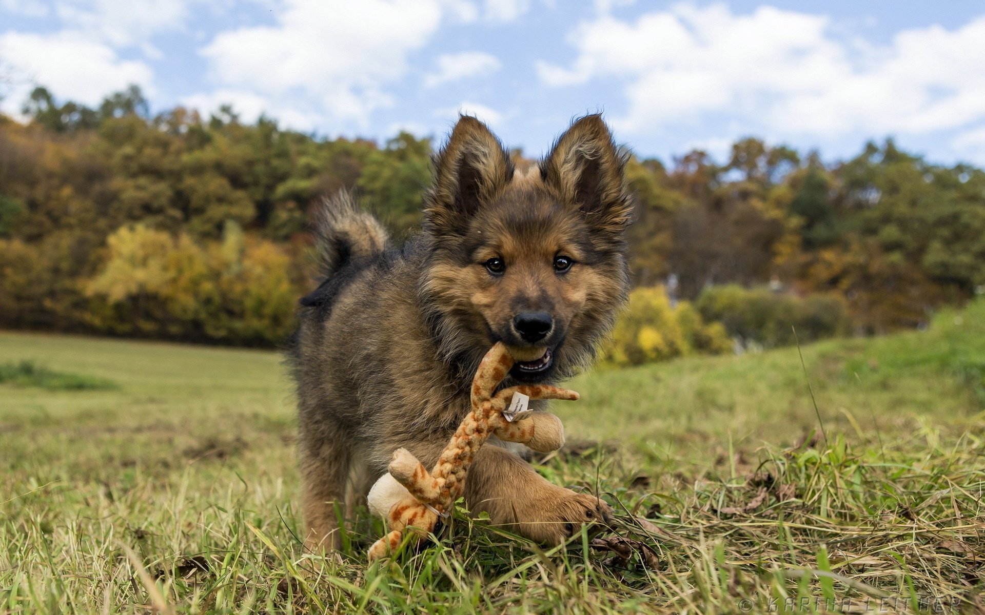 hund spielzeug welpe