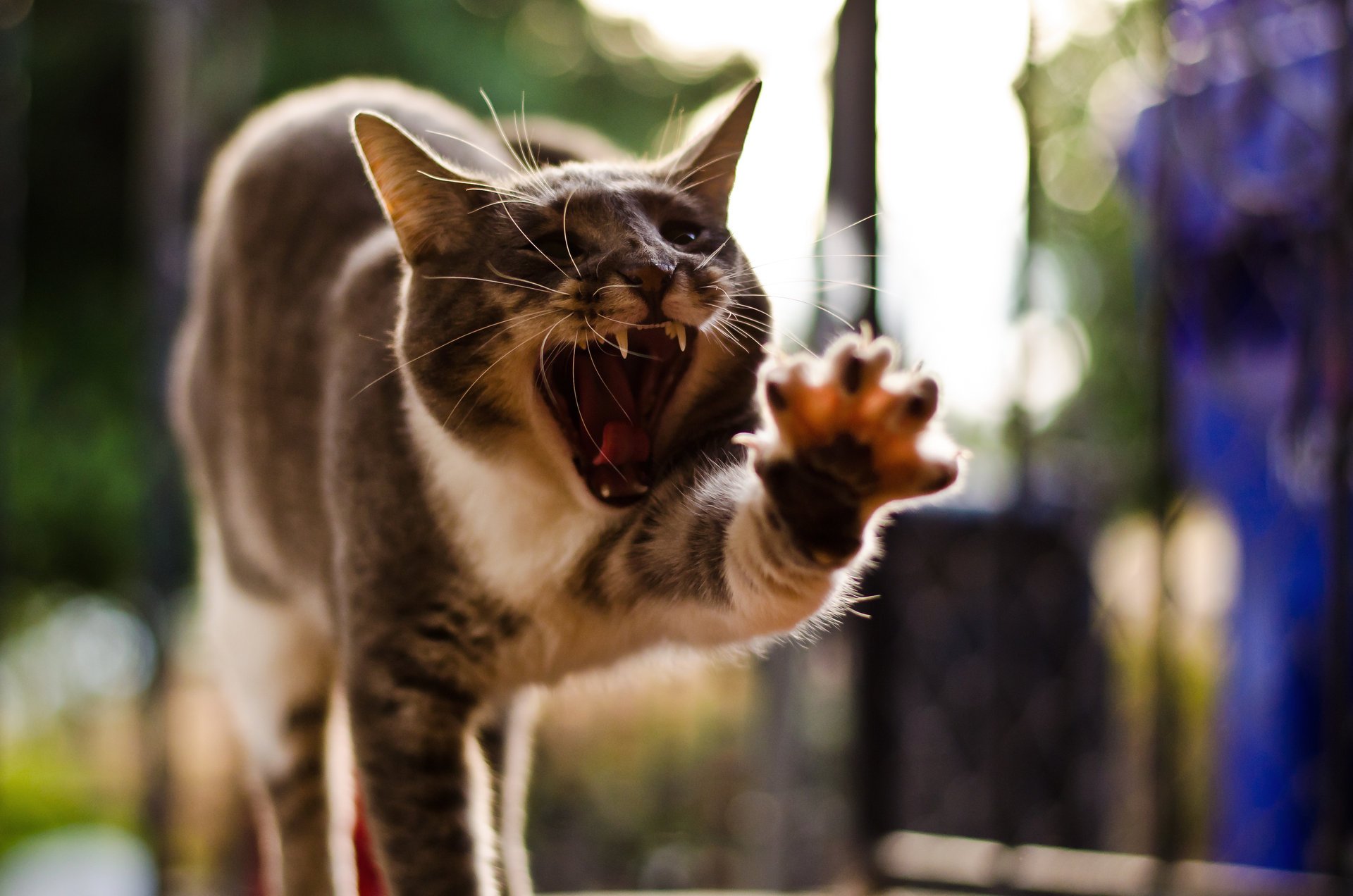 gato postura pata bostezo