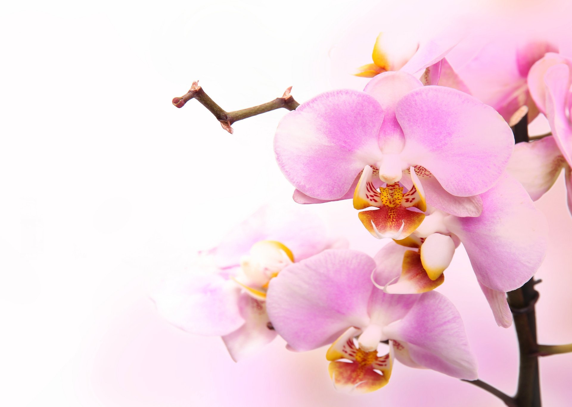 flowers orchid orchid pink flowers petals branch phalaenopsis tenderness beauty