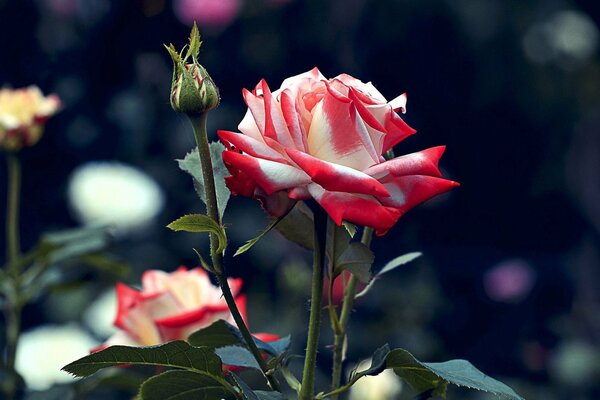 A combination of white and red in a flower