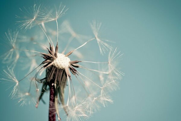 Blue Dandelion. Macro shooting