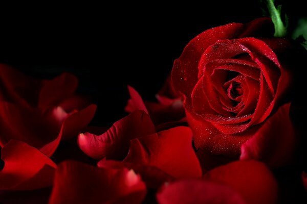 A red rose bud with dew drops and fallen lepeski