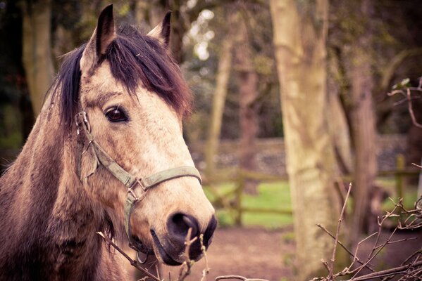 Caballo flemático con flequillo encantador