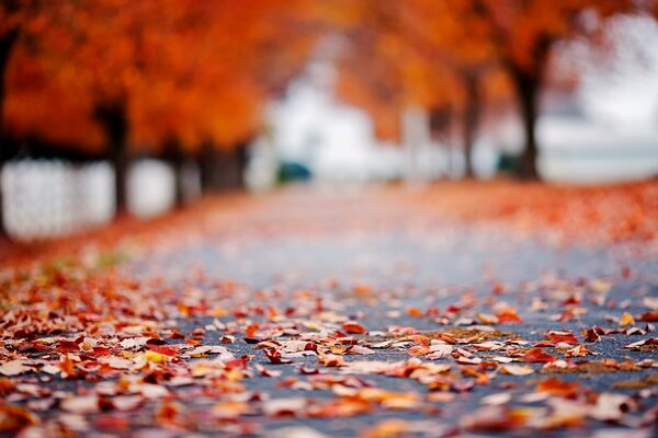 Autumn leaves on a wet road