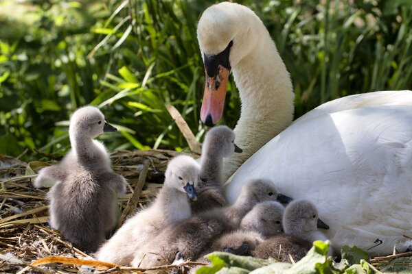 Mother swan with a brood of chicks