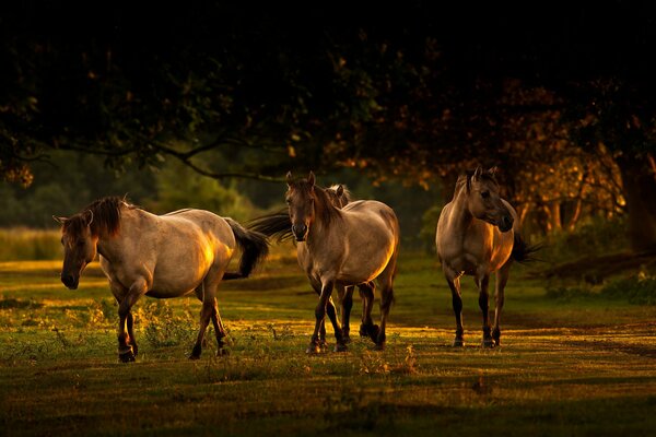I cavalli pascolano in estate al tramonto di Solz