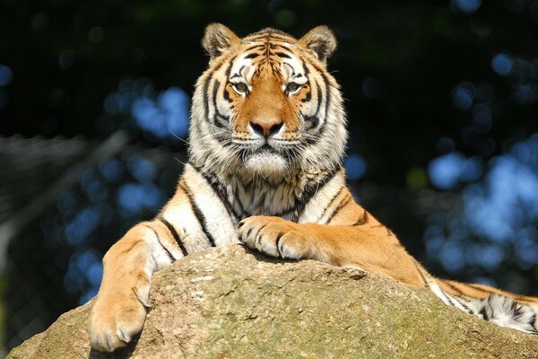 La bella tigre Dell Amur riposa sulla pietra