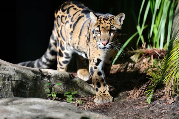 Die Farben dieser Katze ähneln einem rauchigen Leoparden