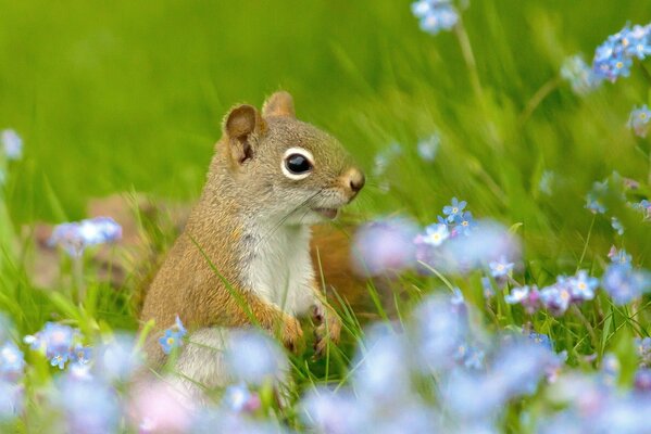Squirrel with huge eyes loves forget-me-nots