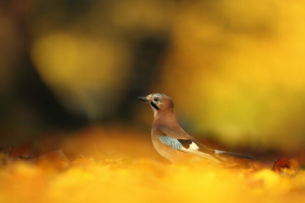 Oiseau mignon sur fond flou automne