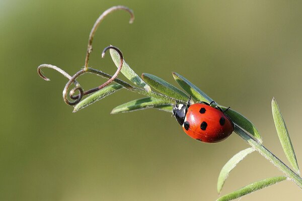 Coccinelle sur un brin d herbe avec des antennes