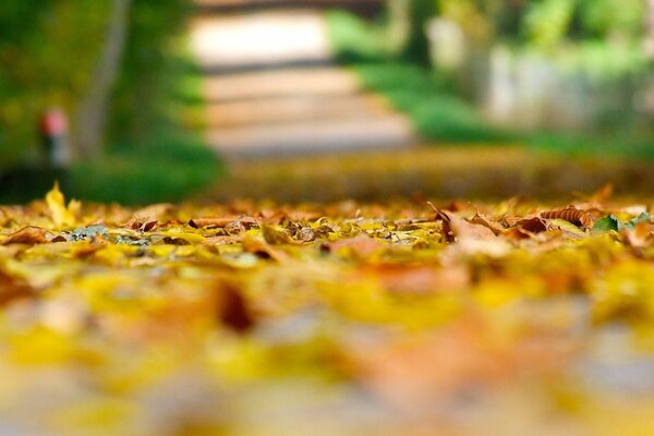 Autumn leaves on the ground. Macro
