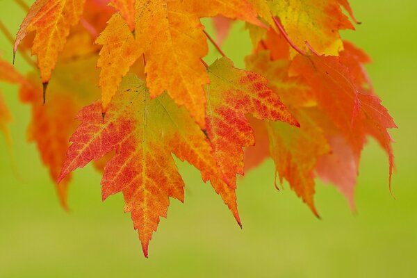 Hojas de otoño sobre fondo verde