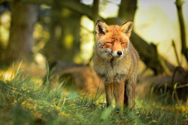 A young fox slyly squints