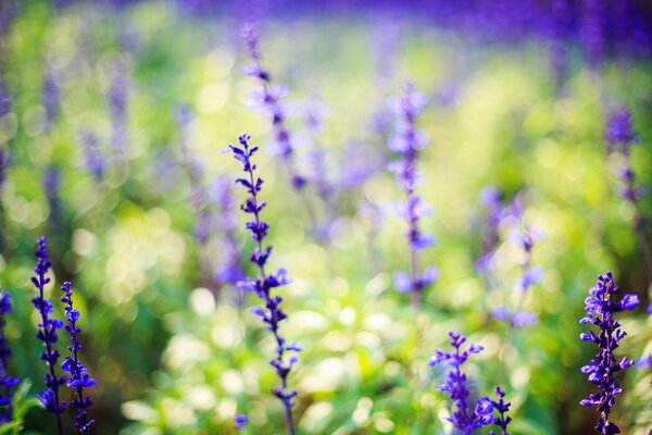 Champ avec des fleurs de lavande lilas