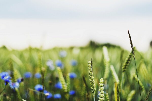 Green field with cornflowers and cornflowers