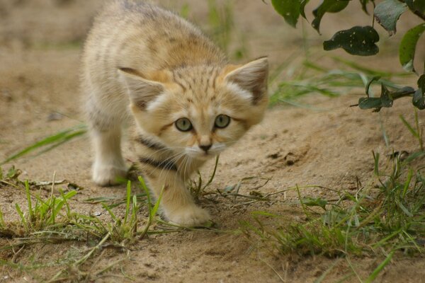 Kitten cat looks at the grass in the yard