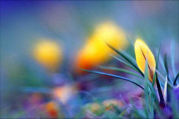 An unopened bud of yellow crocus on a blurry background