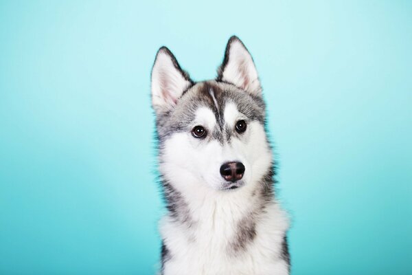 Husky Hund auf blauem Hintergrund