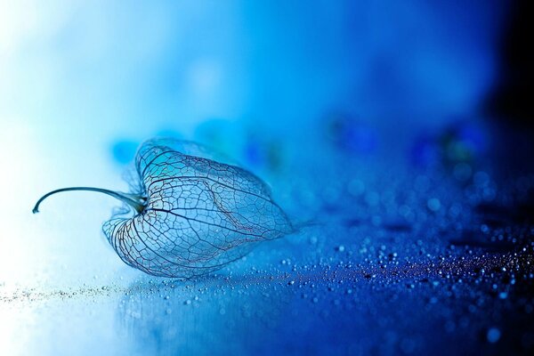 Physalis transparente sobre fondo azul