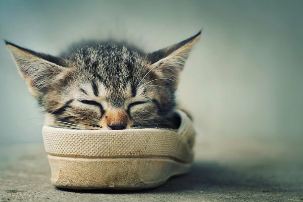 A kitten with big ears sleeps in shoes