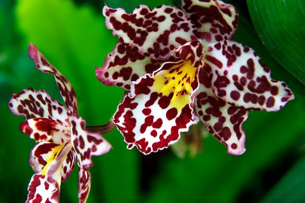 Exotic spotted orchid on a background of leaves