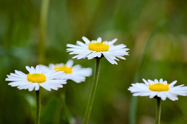 Weiße Blumen. Gänseblümchen im Feld